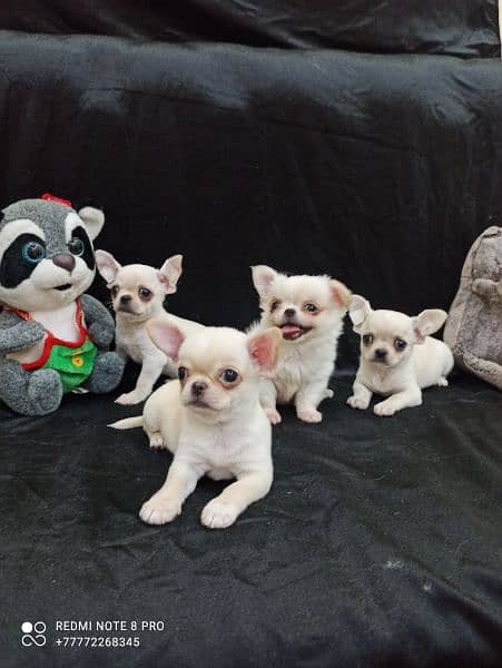 imported pocket chihuahua puppies available for sale 4