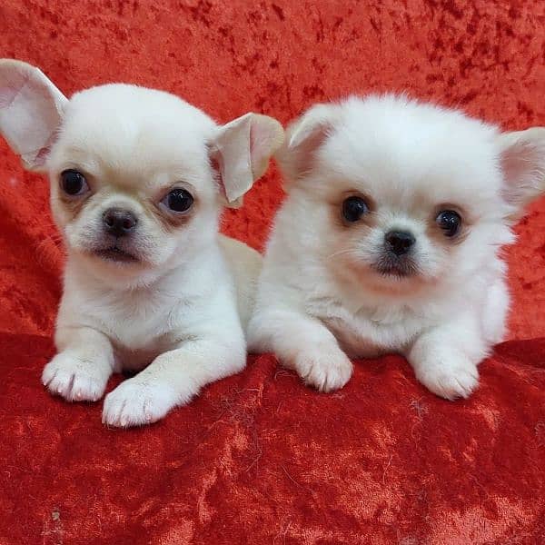 imported pocket chihuahua puppies available for sale 5