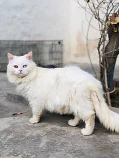 Persian cat