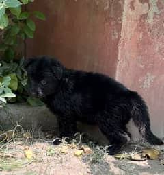 Black German Shehperd/Long Coat/Puppies/ Show Quality/