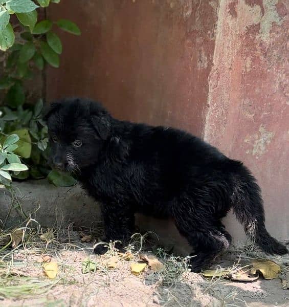 Black German Shehperd/Long Coat/Puppies/ Show Quality/ 0