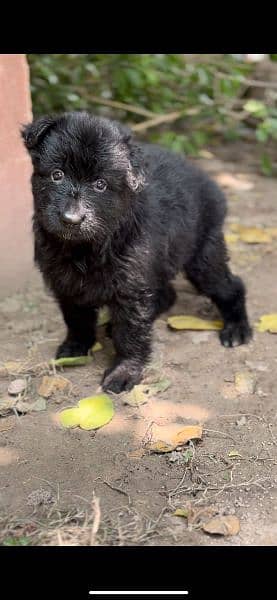 Black German Shehperd/Long Coat/Puppies/ Show Quality/ 2