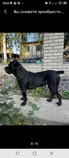 imported Cane corso puppies available for sale