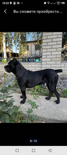 imported Cane corso puppies available for sale 0