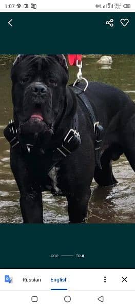 imported Cane corso puppies available for sale 2