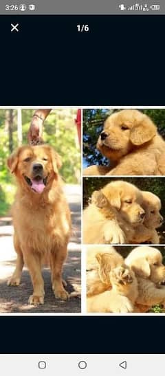 imported Golden retriever puppies available for sale