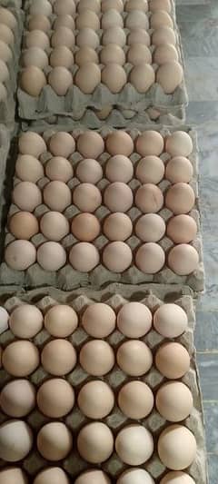 desi eggs