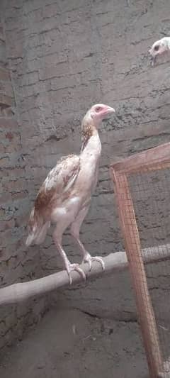 Aseel hens for sale 1 murga or 3 murgya