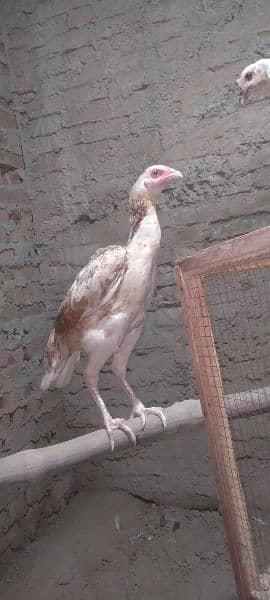 Aseel hens for sale 1 murga or 3 murgya 0