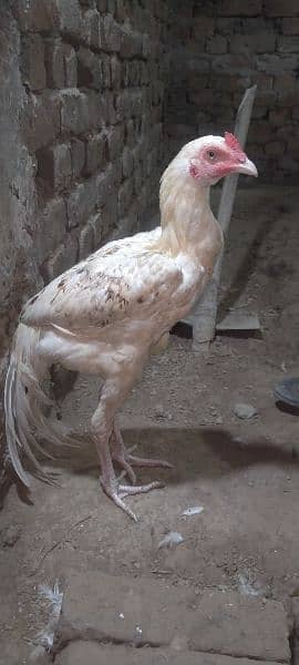 Aseel hens for sale 1 murga or 3 murgya 1