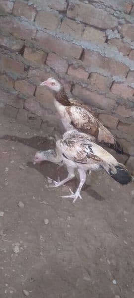 Aseel hens for sale 1 murga or 3 murgya 2