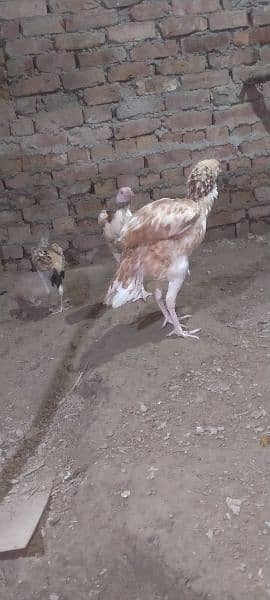 Aseel hens for sale 1 murga or 3 murgya 3