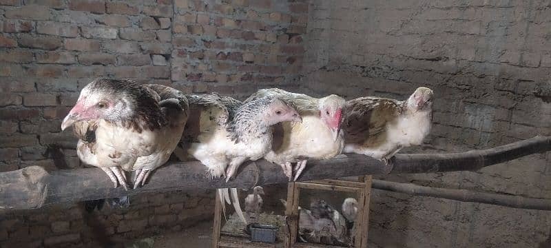 Aseel hens for sale 1 murga or 3 murgya 5