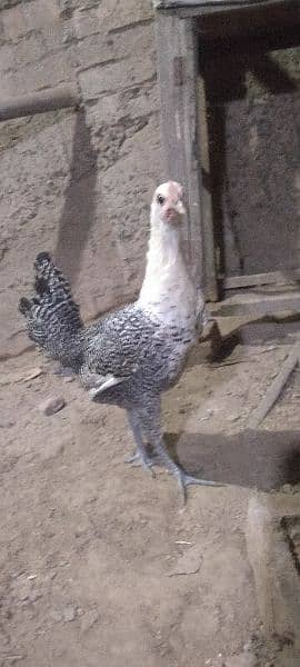 Aseel hens for sale 1 murga or 3 murgya 7