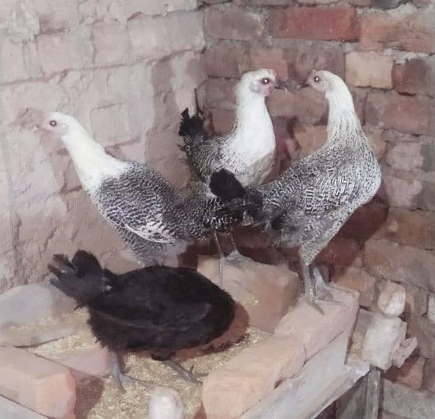 Aseel hens for sale 1 murga or 3 murgya 8