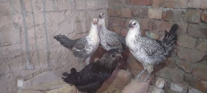 Aseel hens for sale 1 murga or 3 murgya 9