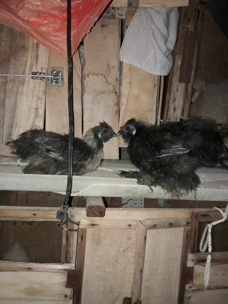 Silkie and English game pairs for sale 1