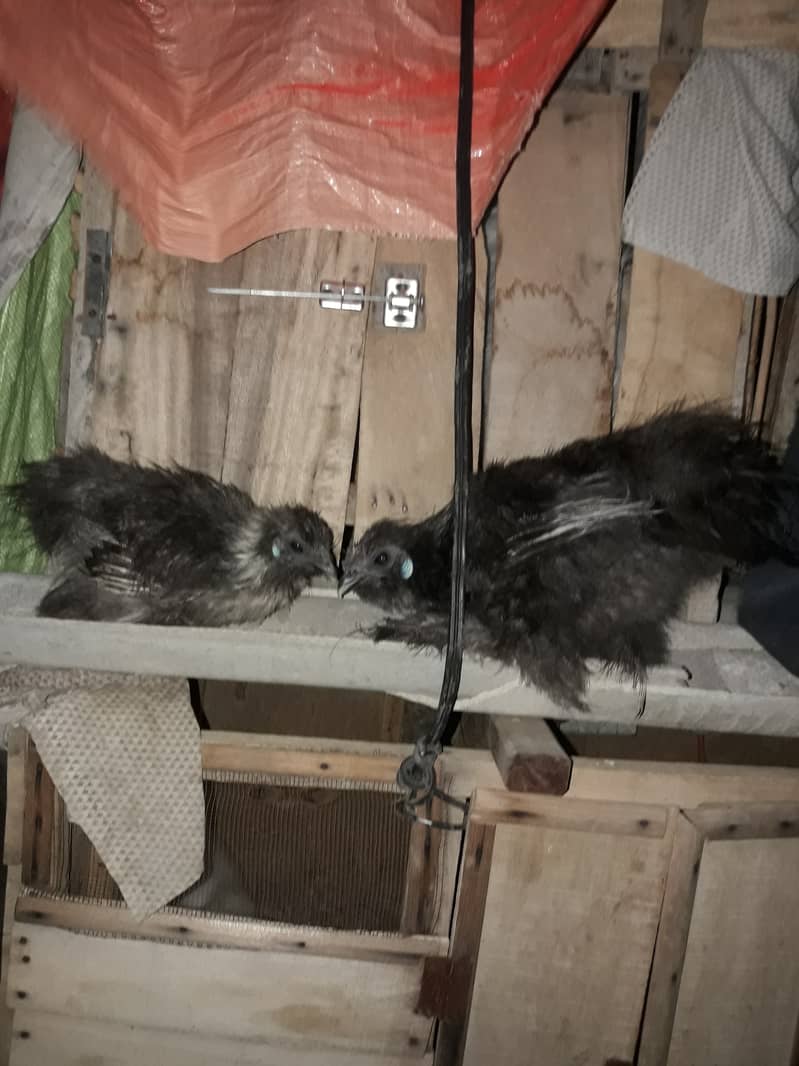 Silkie and English game pairs for sale 2