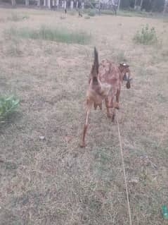 2 Goats Females For Sale