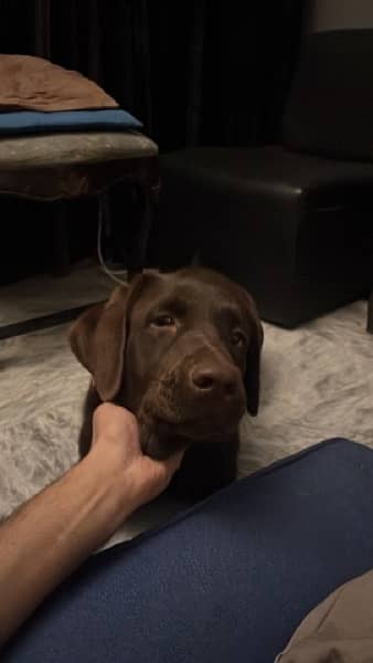 Chocolate Brown American Lab 1