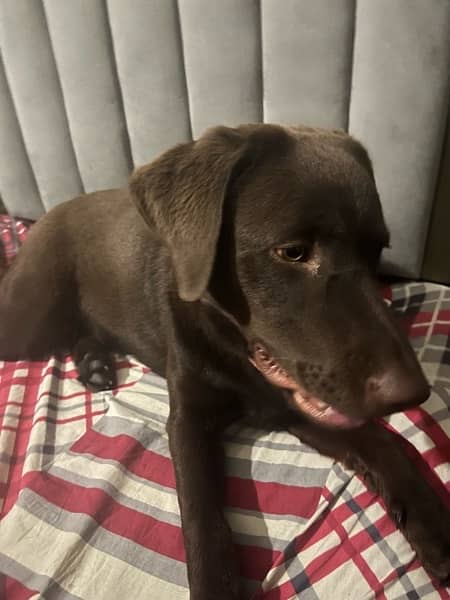 Chocolate Brown American Lab 2