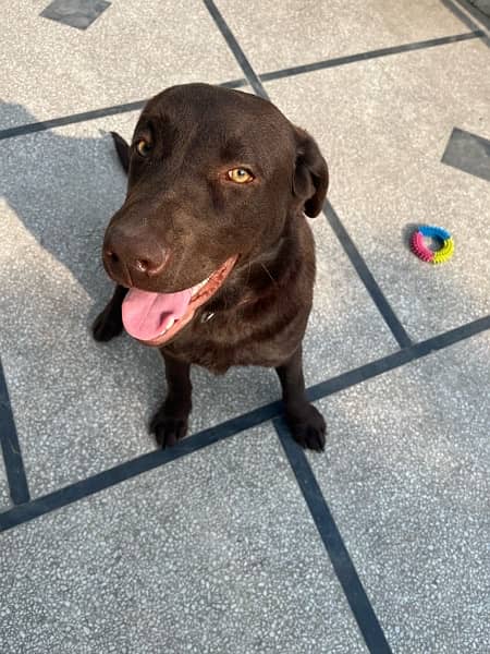 Chocolate Brown American Lab 3