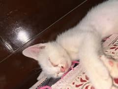 white kitten for sale