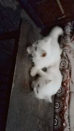 pair of Persian kitten