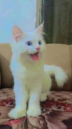 beautiful cat renooo name