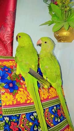 Green neck parrot pair