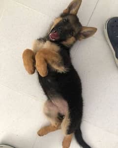 german shepherd male puppy 1 month