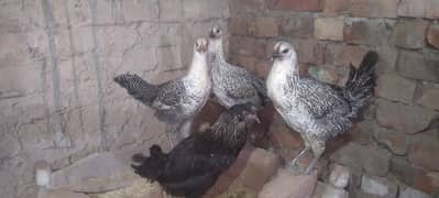 Golden Misri Hens for sale