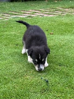 husky babies 0