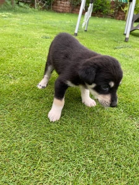 husky babies 1