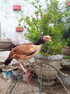 male female hens