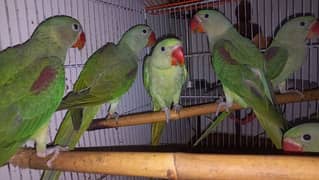 raw parrots