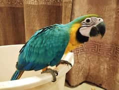 Blue & Gold Macaw