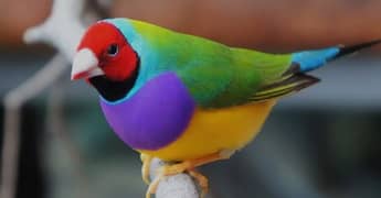 gouldian