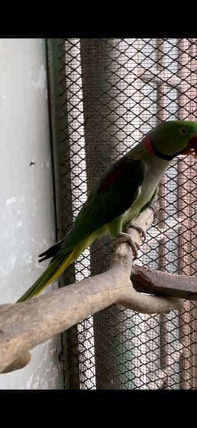 pahari breader with video love bird  albino creamino 1