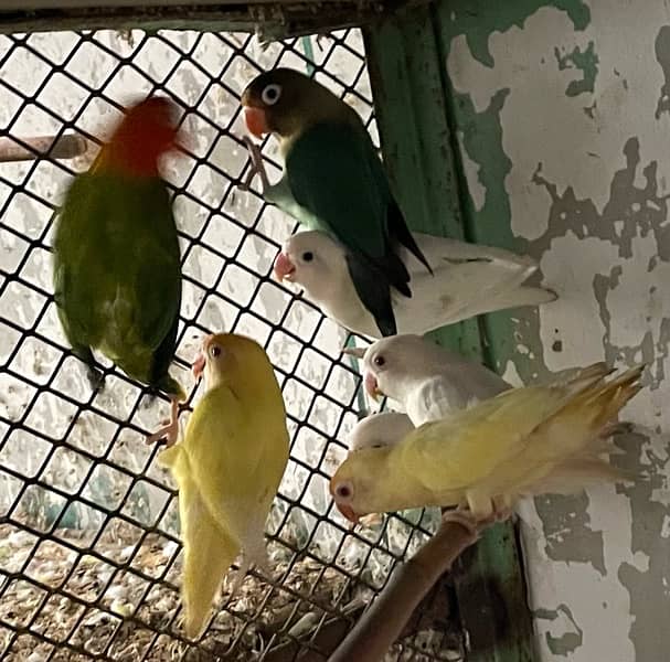 pahari breader with video love bird  albino creamino 5