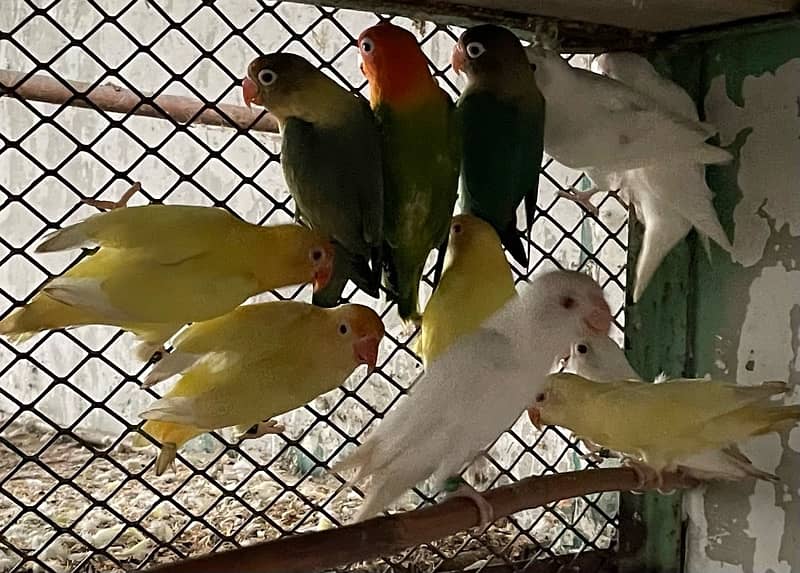 pahari breader with video love bird  albino creamino 6