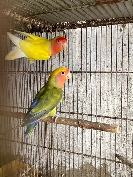 pahari breader with video love bird  albino creamino 9