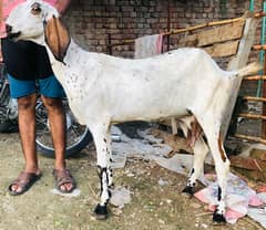 doodh wali bakri for sale 4 dant