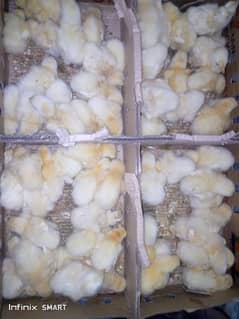 chicks broiler