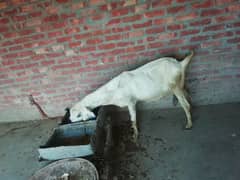 dessy bakri, goat,