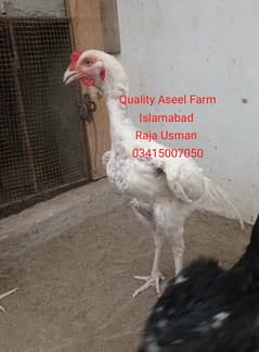 Quality Aseel  variety available. . .