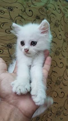 Friendly and Healthy Cats for Sale**