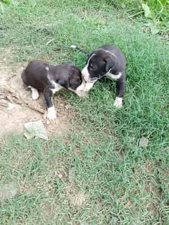 bully dogs male and femal