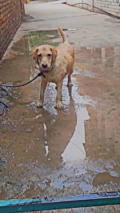 golden retriever 0