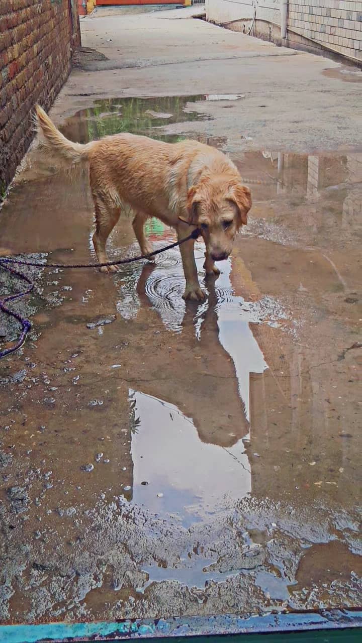 golden retriever 3